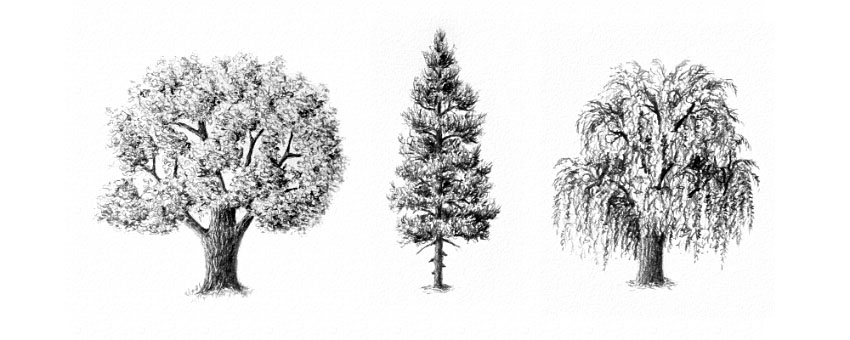 Как рисовать деревья карандашом поэтапно - хвойные и лиственные 4