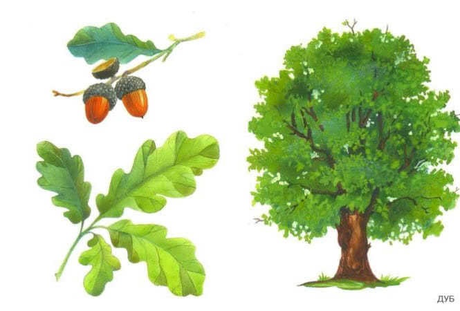 Картинка ствол дерева для детей (2)
