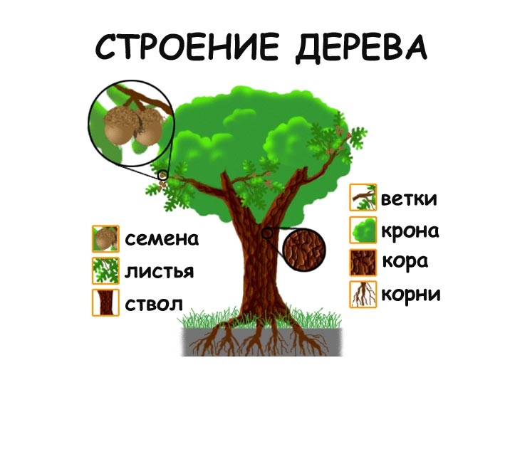 Картинка ствол дерева для детей (24)