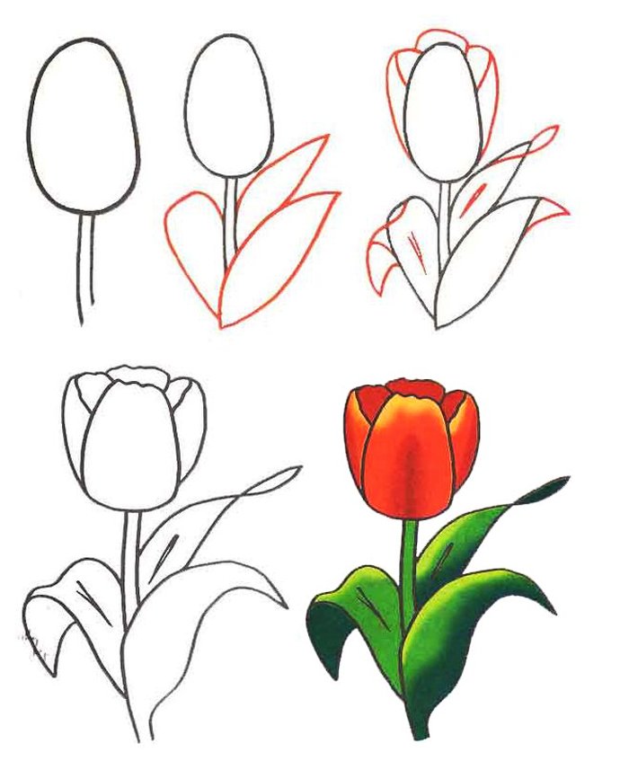 Як намалювати тюльпани Схема 5