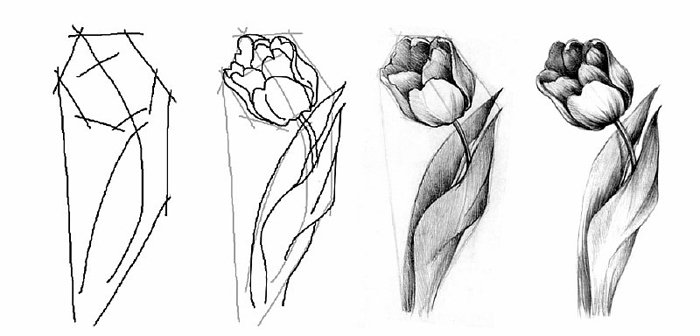 Як намалювати тюльпани Схема 4