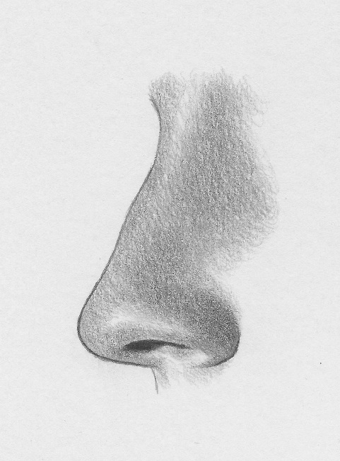 how to draw the nose profile 7