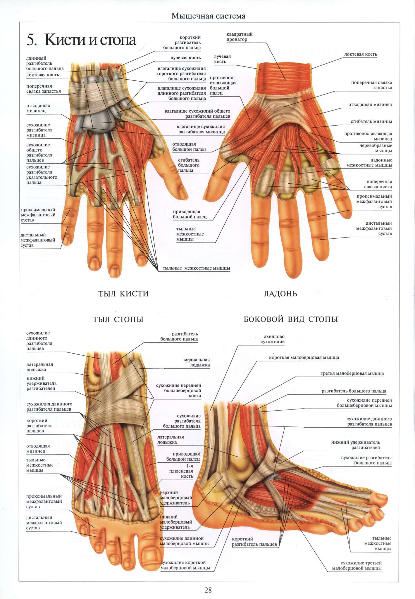 Покажи запястье человека. Кисть руки анатомия кости. Строение костей кисти руки человека. Анатомия запястье мышцы связки. Строение кисти руки человека сухожилия и мышцы.