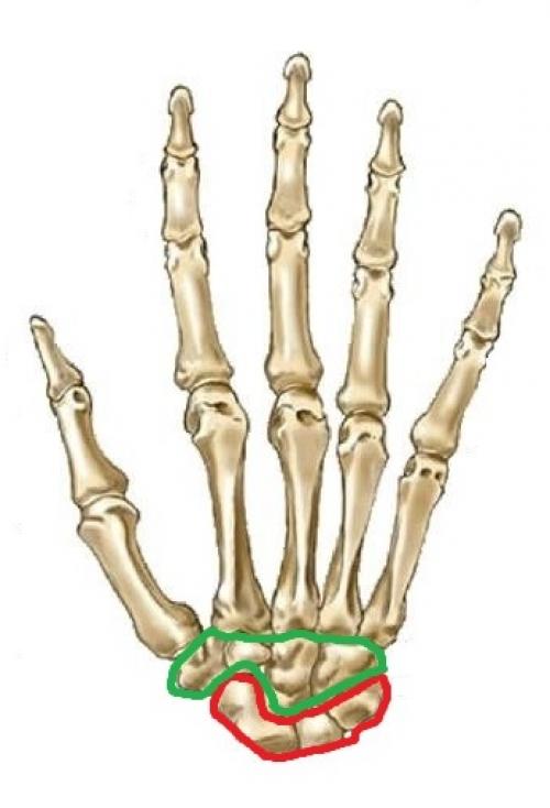 Связки кисти руки анатомия. Анатомия кисти. Строение костей кисти.