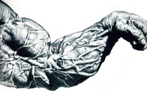 Анатомия руки человека мышцы и связки. В многом знании корень успеха