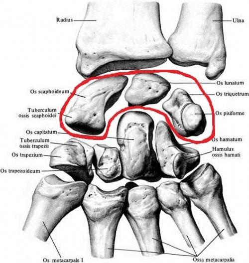 Связки кисти руки анатомия. Анатомия кисти. Строение костей кисти.