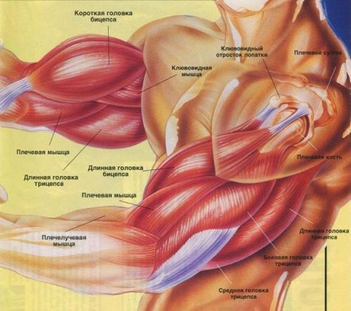 Анатомия руки человека мышцы и связки. В многом знании корень успеха