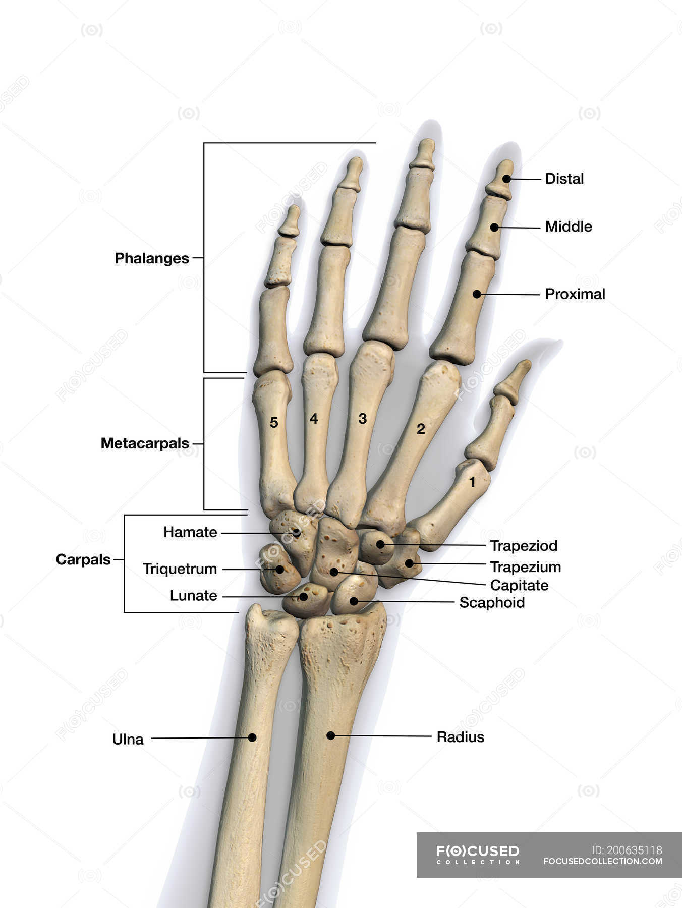 Покажи запястье человека. Кости запястья анатомия человека. Кисть руки анатомия кости. Кисть анатомия кости левая рука. Строение кисти название костей.