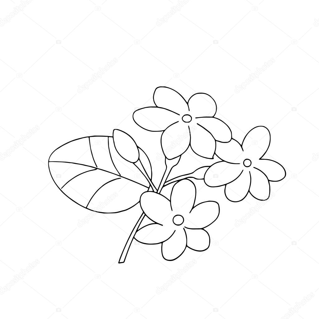 Жасмин растение раскраска