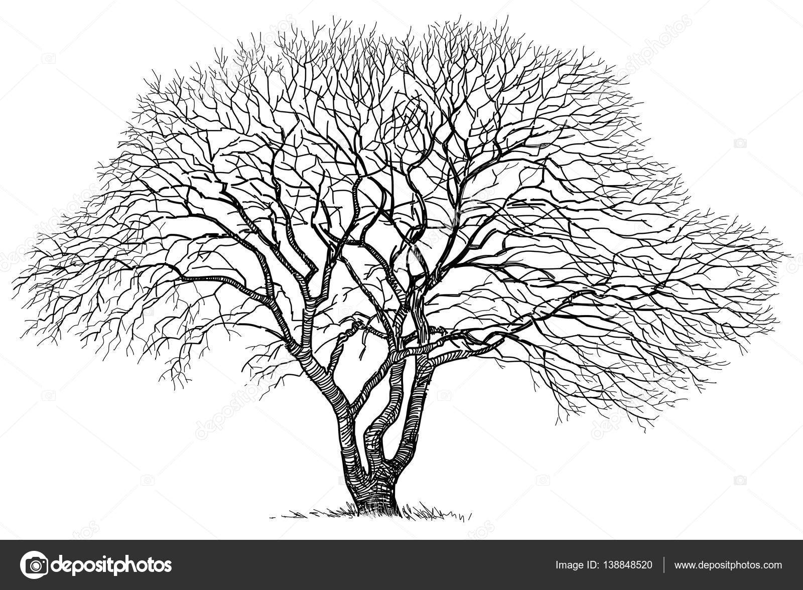 Дерево с раскидистыми ветвями рисунок