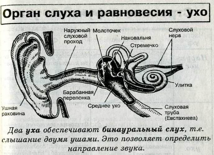 Рассмотрите рисунок какие отделы ухо обозначены на рисунке под цифрами 1 3