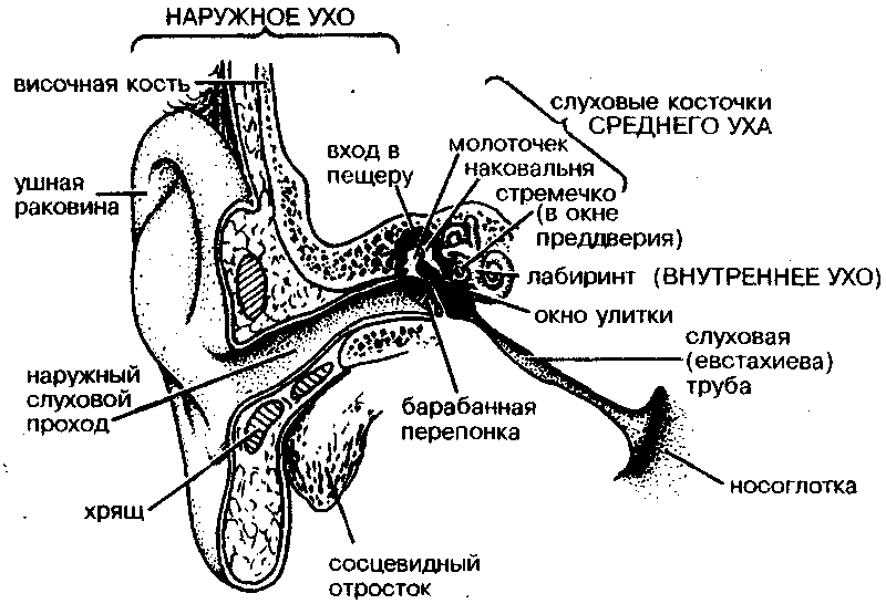 Строение уха рисунок 139