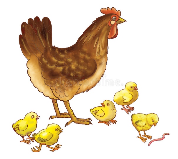 Картинка курица гуляет с цыплятами для детей