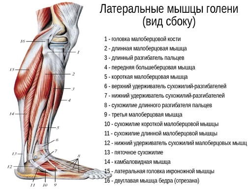 Связки на ноге схема