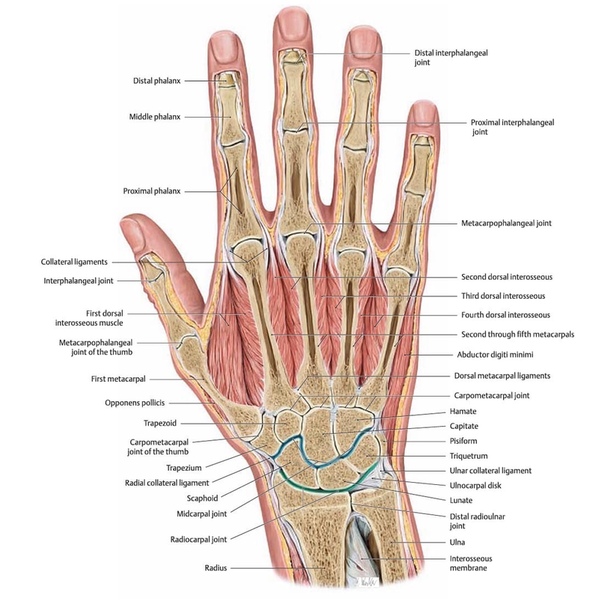 Суставы кисти руки человека с названиями и фото строение