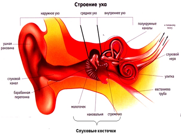 Ухо внутри фото строение