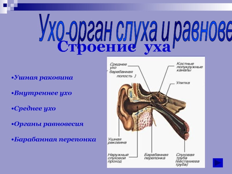 Структура ухи. Строение уха. Строение уха человека. Ухо человека строение. Орган слуха анатомия человека.