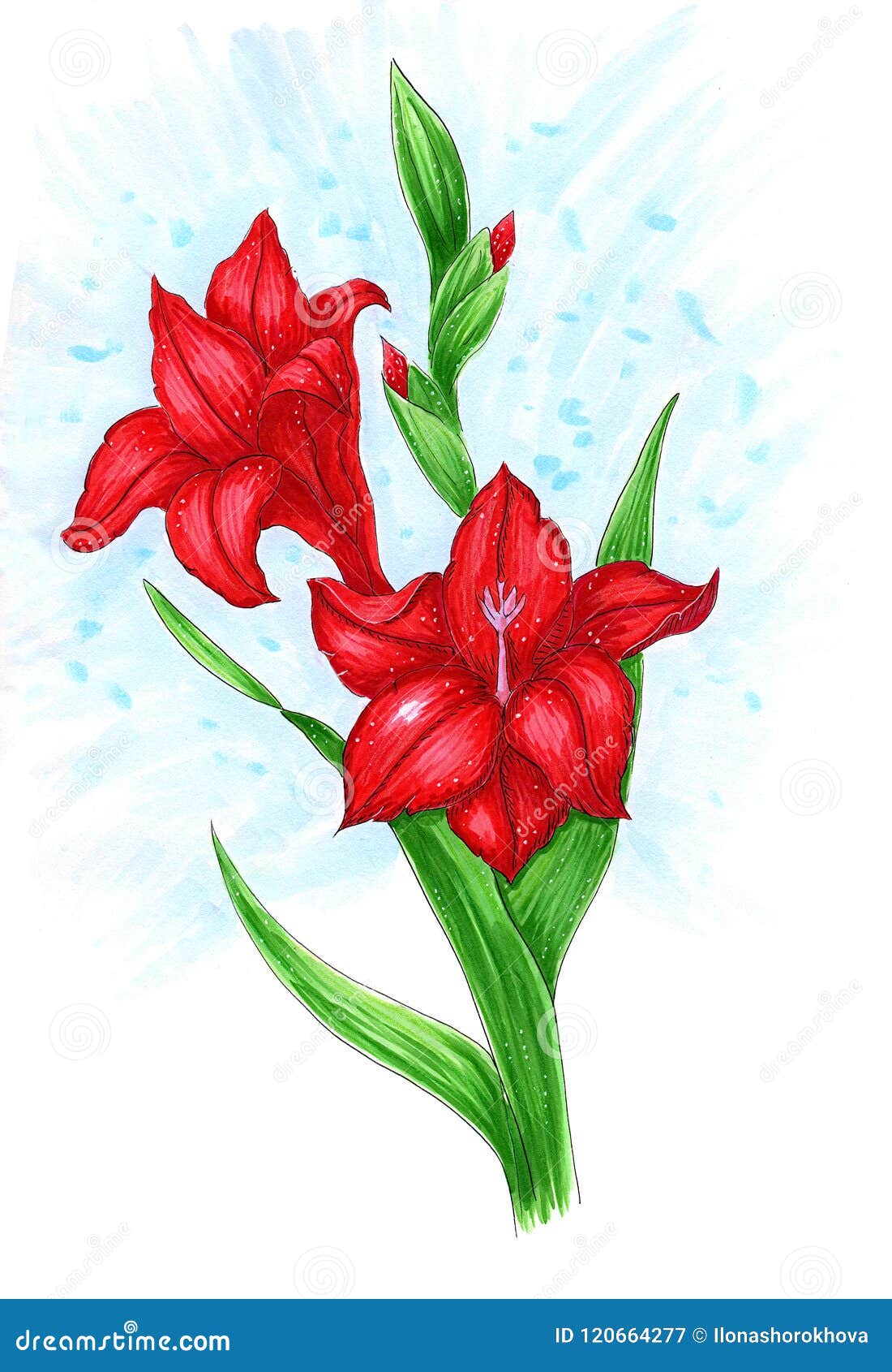 Гладиолус нарисованный красный