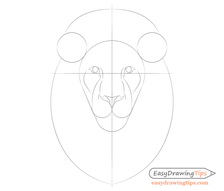 Lion facial features drawing
