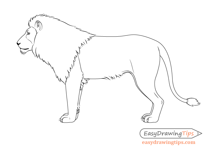Lion drawing no whiskers