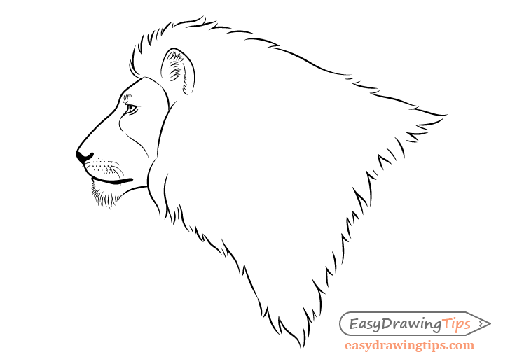 Lion face side view drawing