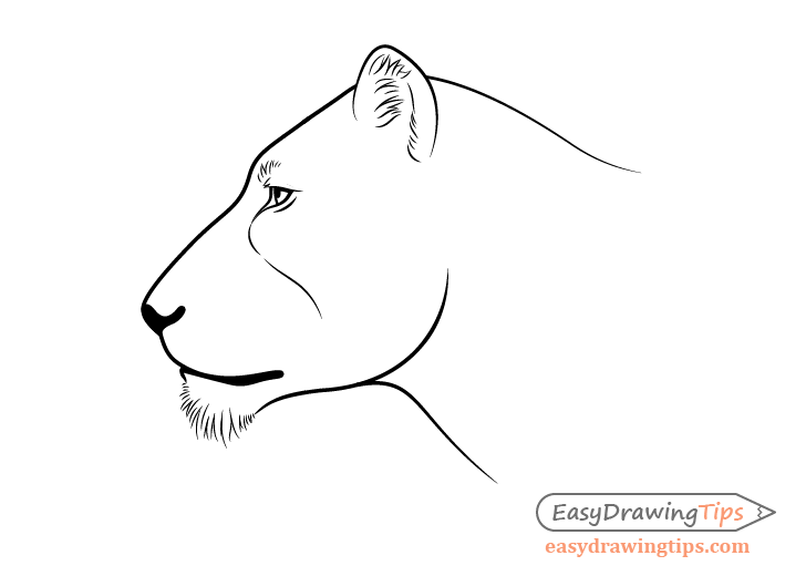 Lion face side view drawing no mane