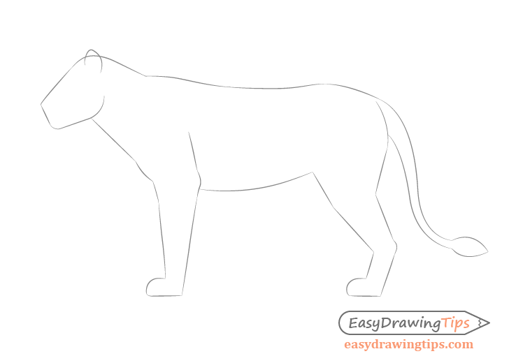 Lion full body construction drawing