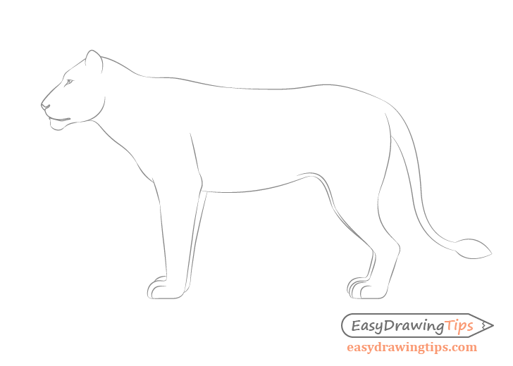 Lion side view drawing facial features