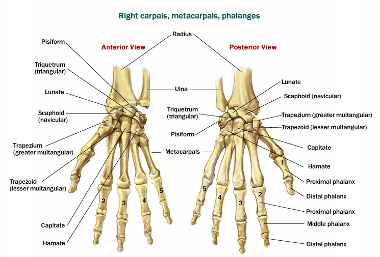 Кости кисти руки человека анатомия. Кости пясти и запястья анатомия. Кости кисти правой руки анатомия. Кисть человека строение костей. Кости в запястье руки