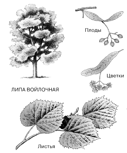 Липы рисунок карандашом