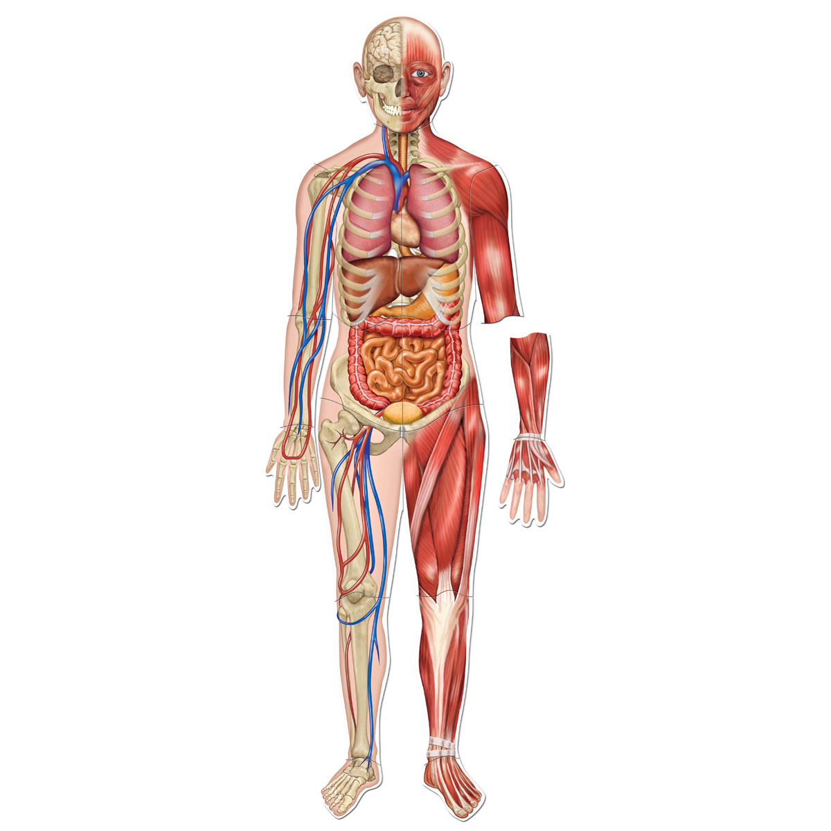 Строение человека скелет и внутренние органы