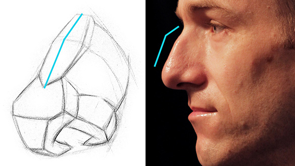 angle change from the nasal bone to the cartilage