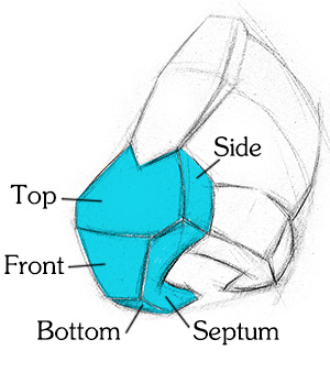 nose drawing showing the minor planes of the ball