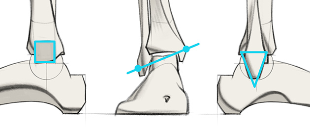Ankle shapes and ankle angle