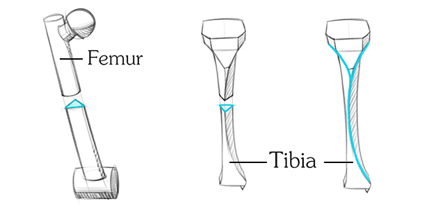 Tibia cross section comparison to Femur and Tibia curve