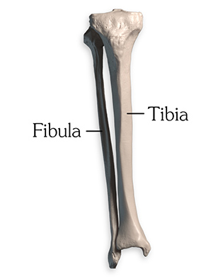 Fibula and Tibia