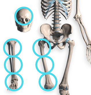skull units for measurement