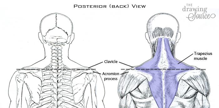 Finding the shoulder line when figure drawing