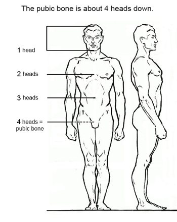 Human figure drawing proportions