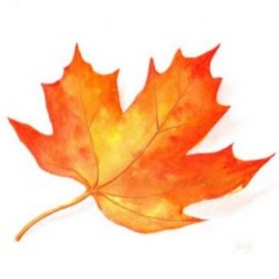 Осенний лист рисунок. Осенний кленовый лист. Maple кленовый лист. Листья рисунок. Кленовый лист рисунок.